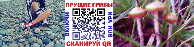 Купить где  Лахденпохья  Галлюциногенные грибы GOLDEN TEACHER 